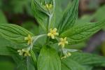 Lithospermum latifolium Michx.