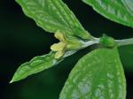 Lithospermum latifolium Michx.