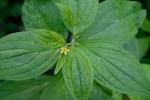 Lithospermum latifolium Michx.