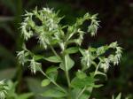 Lithospermum parviflorum Weakley, Witsell, & D. Estes