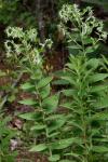 Lithospermum parviflorum Weakley, Witsell, & D. Estes