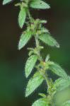 Lithospermum parviflorum Weakley, Witsell, & D. Estes