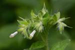 Lithospermum parviflorum Weakley, Witsell, & D. Estes