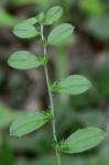 Lithospermum tuberosum Rugel ex DC.