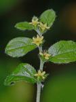 Lithospermum tuberosum Rugel ex DC.