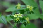 Lithospermum tuberosum Rugel ex DC.