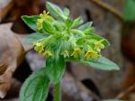 Lithospermum tuberosum Rugel ex DC.