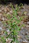 Lithospermum virginianum L.