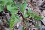 Lithospermum virginianum L.