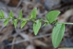 Lithospermum virginianum L.