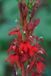 Lobelia cardinalis L.