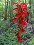 Lobelia cardinalis L.