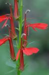 Lobelia cardinalis L.