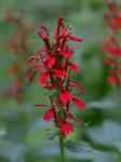 Lobelia cardinalis L.