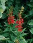 Lobelia cardinalis L.