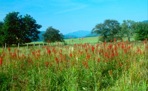 Lobelia cardinalis L.