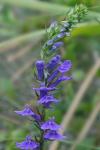 Lobelia elongata Small