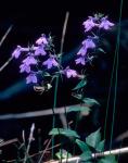 Lobelia elongata Small