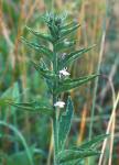 Lobelia elongata Small