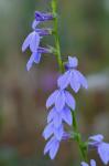 Lobelia georgiana McVaugh