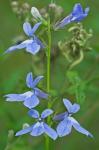 Lobelia georgiana McVaugh
