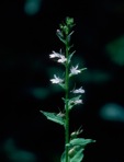 Lobelia inflata L.