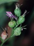 Lobelia inflata L.