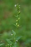Lobelia inflata L.
