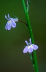 Lobelia nuttallii J. A.Schultes