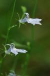 Lobelia nuttallii J. A.Schultes