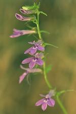 Lobelia puberula Michaux