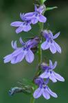 Lobelia puberula Michaux
