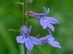Lobelia puberula Michaux