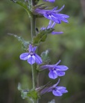Lobelia puberula Michaux