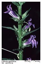 Lobelia siphilitica L.