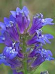 Lobelia siphilitica L.