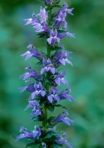 Lobelia siphilitica L.