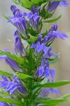 Lobelia siphilitica L.