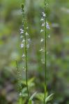 Lobelia spicata Lam. var. spicata