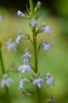 Lobelia spicata Lam. var. spicata