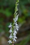 Lobelia spicata Lam. var. spicata