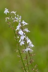 Lobelia spicata Lam.