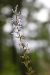 Lobelia spicata Lam.