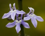 Lobelia spicata Lam.