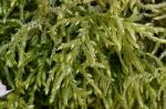 Loeskeobryum brevirostre (Brid.) M. Fleisch. ex Broth.