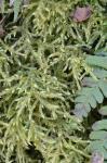 Loeskeobryum brevirostre (Brid.) M. Fleisch. ex Broth.