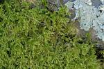 Loeskeobryum brevirostre (Brid.) M. Fleisch. ex Broth.