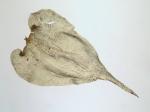 Loeskeobryum brevirostre (Brid.) M. Fleisch. ex Broth.
