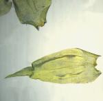 Loeskeobryum brevirostre (Brid.) M. Fleisch. ex Broth.