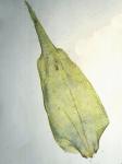 Loeskeobryum brevirostre (Brid.) M. Fleisch. ex Broth.